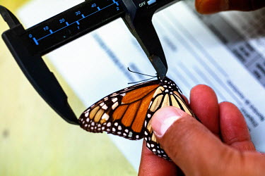 Viana Scarlett Sanchez Arias from WWF measures a live monarch butterfly caught in order to study them at WWF headquarters. After they are examined they will be released back into the wild. These sampl...