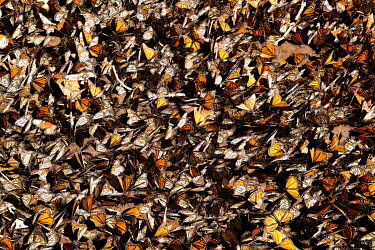 Every year, from January to the end of March, millions of monarch butterflies make a 4000 kilometre migration to breed in El Rosario where the world's largest colony of monarch butterflies are found....