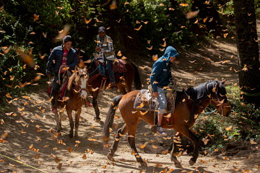 People on horses riding through a forest alive with monarch butterflies. Every year, from January to the end of March, millions of monarch butterflies make a 4000 kilometre migration to breed in El Ro...