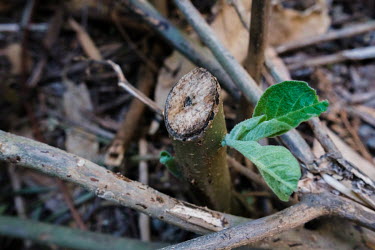 New growth from a stump of a non-indigenous invasive plant on a hillside in a catchment of the Berg River dam, illustrating both the need for each stump of some species to be treated with a herbicide...
