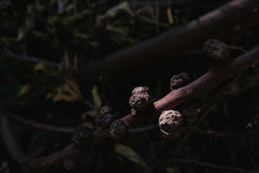 Galls on a wattle tree in a catchment of the Berg River dam. One of a number of problematic imported Australian trees, the tree is an invasive species in South Africa. An Australian wasp, one of it's...