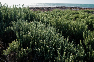 Fynbos vegetation on Scarborough Beach near the Cape of Good Hope. Fynbos is a unique type of vegetation found in the Eastern and Western Cape provinces of South Africa, and the vast majority of its p...