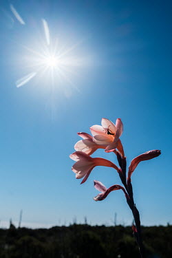 A Table Mountain watsonia (Watsonia tabularis), an endemic fynbos species, atop Table Mountain. Fynbos is a unique plant kingdom found in the Eastern and Western Cape provinces of South Africa, and th...