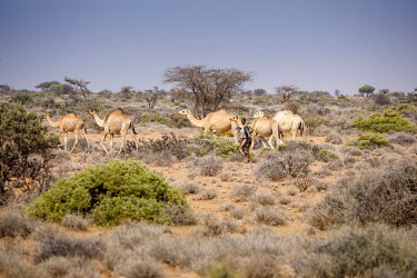 A woman herding camels on a farm that still has water because of the use of a borehole and is offering its land to nearby pastoralists suffering from the region's ongoing drought. However, their anima...