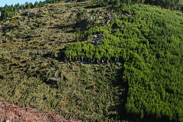 A hillside blanketed by felled trees as a team clears a dense growth of invasive pine trees in a catchment area that feeds the Theewaterskloof dam. After being cut the trees will be stacked to allow t...