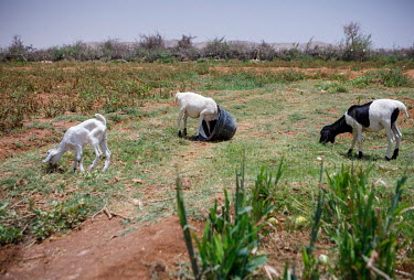 Sheep and goats graze on a farm that still has water because of the use of a borehole and is offering its land to nearby pastoralists suffering from the region's ongoing drought. However, their animal...