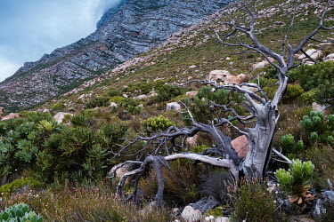 Fynbos vegetation on a slope above Kogel Bay south of the city of Cape Town. Fynbos is a unique type of vegetation found in the Eastern and Western Cape provinces of South Africa, and the vast majorit...