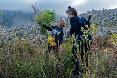 Members of the Kogelberg Wednesday Hack near the Buffels River Dam on the edge of the Kogelberg Nature Reserve. Comprised of volunteers who live in the area, the group meets to 'hack' invasive non-ind...