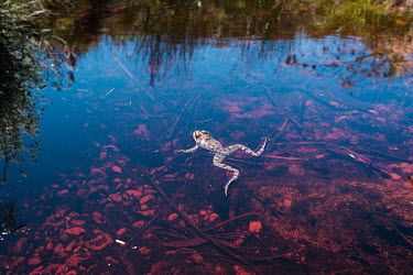 A frog floats in a pool that is the drinking water source for a high-angle tree clearing team deployed to a remote montane watershed that feeds the Theewaterskloof dam. The teams are deployed on two-w...