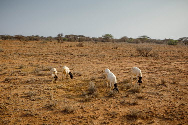 Sheep grazing on dried pasture where one of the few plants to survive the region's ongoing drought is the Prosopis juliflora which the animals cannot eat due to its thorns.
