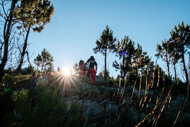 Carrying climbing ropes and a chainsaw, members of a high-angle tree clearing team hike from their campsite up to their worksite as the sun rises above a ridge in a remote montane catchment area that...