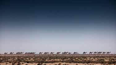 A caravan of camels walking across the desert horizon.