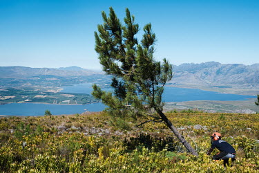 A chainsaw operator felling a pine tree in a catchment above the Theewaterskloof Dam. The dam is one of four main water reservoirs for the Greater Cape Town area. According to environmental NGO The Na...