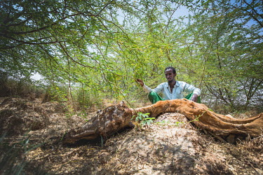 Abdilla Farah sits next to one of his dead animals, one of the 40 cattle, from his herd of 100, that has died during an ongoing drought.