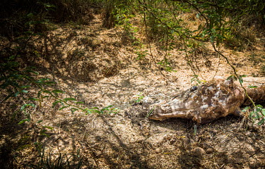 A dead cow belonging to Abdilla Farah, one of the 40 cattle, from his herd of 100, that has died during an ongoing drought.