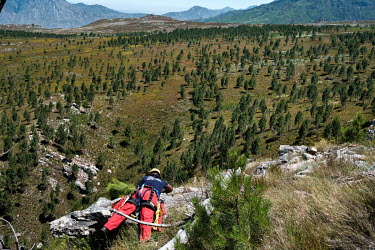 A member of a high-angle tree clearing team leans over a rock to cut a pine tree seedling at the top of a steep slope in a remote montane catchment area that feeds the Theewaterskloof dam. The teams a...