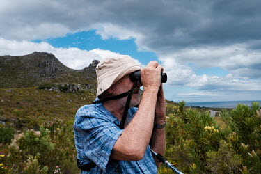 Professor Brian van Wilgen, an applied ecologist and expert on the management of invasive plant species, examining protea plants on a slope opposite him in the hills near Betty's Bay. Proteas are part...