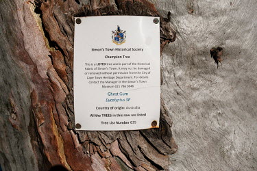 A sign on an Australian ghost gum tree in Simon's Town indicating that the tree is heritage listed. Non-indigenous trees are a contentious issue in the region. They often outcompete and consume far mo...