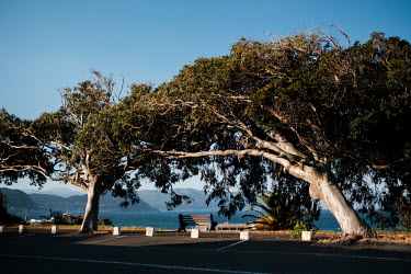 A public bench beneath a heritage-listed Australian ghost gum in Simon's Town. Non-indigenous trees are a contentious issue in the region. They often outcompete and consume far more water than the nat...