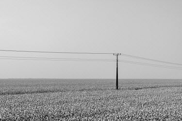 A cotton plantation in the Parecis plateau in northwest Mato Grosso. The region, that functions as a watershed between the Amazon and La Plata basins, was rapidly developed for intensive grain agricul...