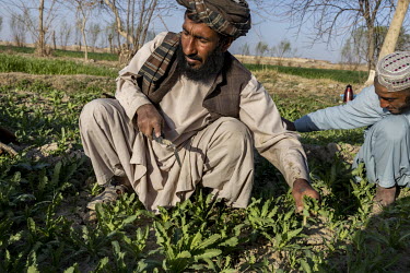 Farmers growing opium poppies prune the young plants. They are taking advantage of the oportunity to grow poppy as it is currently tolerated by the Taliban. For the same area that growing wheat would...