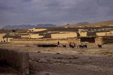 Sheep and goats herded through a village 60 kms outside Kandahar.