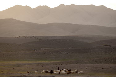 Sheep and goats herded near a village 60 kms outside Kandahar.