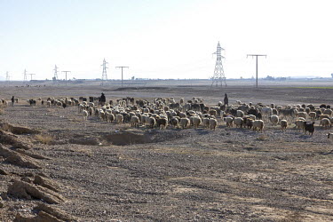 A shepherd with a flock of sheep.
