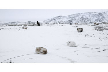 Sledge dogs (Huskies), leashed separately to prevent them fighting each other, lie curled up in the snow. There are about 2000 dogs in Ilulissat but that is only about a third of the number that there...
