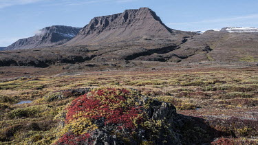 Lichens and other hardy plants cling to the rocks on in the region known locally as the 'Grand Canyon of the Arctic'.