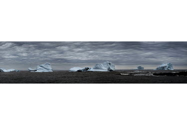 Icebergs, broken off from the Jakobshavn Glacier (Sermeq Kujalleq), floating in Disko Bay after travelling through the Ilulissat Icefjord. Annually, the glacier drains about 6.5% of the Greenland ice...