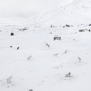 Sledge dogs (Huskies), leashed separately to prevent them fighting each other, wait in the snow for their next trip or meal. There are about 1000 dogs in Ilulissat but that is obly about a third of th...