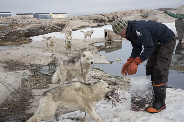 A fisherman feeds fish to his sledge dogs (huskies). For the dogs to survive outside in Greenland's low temperatures it is vital that they are properly fed. Which, in their case, is almost exclusively...