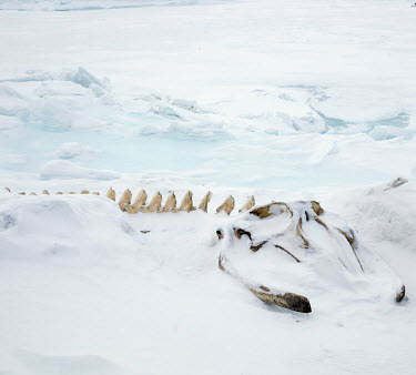 A whale skeleton near Assiat village.