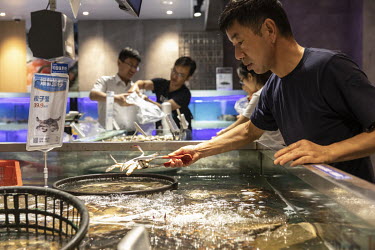 A man picks a crab from a live seafood tank at an Alibaba Group Holding Ltd's Hema or Fresh Hippo store.