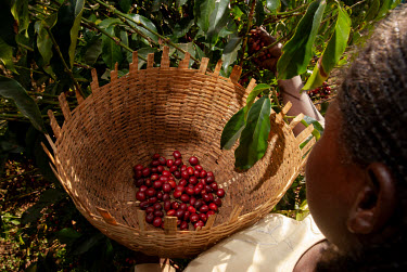 A worker picking coffee cherries in a plantation.