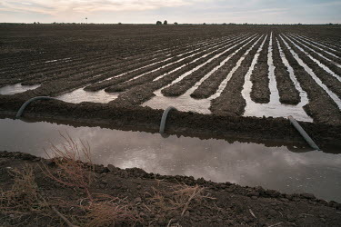 Irrigation water floods fertilised furrows in a field where wheat will be planted. Nitrogenous based fertilisers present their highest nitrous oxide emissions when used during the irrigation process.