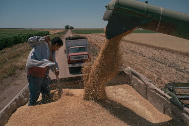 Rufino Barreras Anaya (45), stands on a truck spreading wheat grain as it falls from a combine harvester at a planation belonging to Jose María Osorio Alatorre, chairman of the Production Societies o...