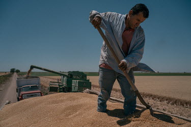 Rufino Barreras Anaya (45), stands on a truck while he spreads wheat grain at a planation belonging to Jose María Osorio Alatorre, chairman of the Production Societies of Southern Sonora (USPRUSS). T...