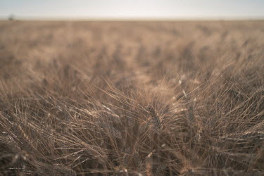 Ears of wheat growing in a field belonging to Luis Arturo Amaya (48). As a way to reduce emissions and minimise pollution, Aldama limits his use of fertiliser with the help of a sensor that analyses t...