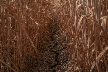 A crack in the earth separates wheat furrows in a wheat field belonging to Jose Maria Osorio Alatorre, chairman of the Production Societies of Southern Sonora (USPRUSS). Around October, when the land...