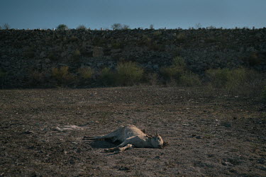 A dead cow lies on dry ground inside the Mocuzari dam. According to recent federal data, nearly 85% of Mexico has been suffering from a historical drought that has lasted for over two decades, leaving...