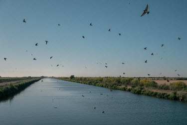 Birds fly over the principal irrigation canal providing water to the crop fields around the Yaqui valley. Around October, when the land is dry, many local farmers apply fertilisers, irrigate with wate...