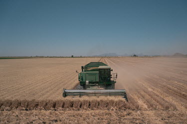 A worker drives a combine harvester while cutting wheat at a planation belonging to Jose María Osorio Alatorre, chairman of the Production Societies of Southern Sonora (USPRUSS). The local farmer fam...