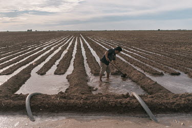 Rafael Parra uses a shovel to allow water to flood a fertilised furrow in a field where wheat will be planted. Nitrogenous based fertilisers present their highest nitrous oxide emissions when used dur...