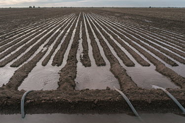 Irrigation water floods fertilised furrows in a field where wheat will be planted. Nitrogenous based fertilisers present their highest nitrous oxide emissions when used during the irrigation process.