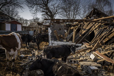 Yuri Yunevich's farm and house was badly destroyed, when a Russian Iskander missile landed nearby in the first week of the war in Ukraine.