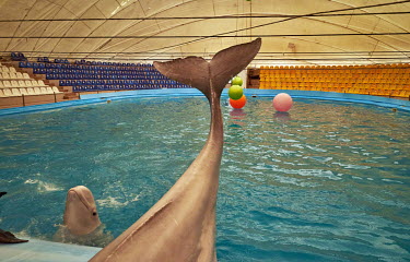 In the Kharkov dolphinarium, two belugas and three dolphinsÂ�remain after the rest were evacuated to Odessa. Â�When shelling and bombing occur, these mammals drop to the bottom of their aquarium and...