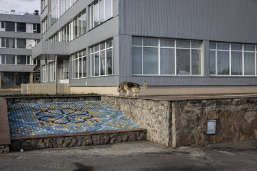 A dog walks near the main station at the Chernobyl nuclear power plant. Ukraine regained control of the area after Russian forces retreated back over the border into Belarus on 31 March 2022.