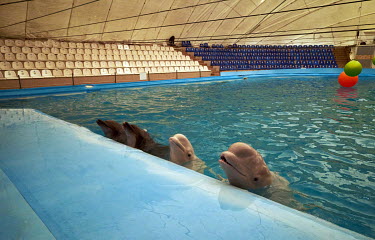 In the Kharkov dolphinarium, two belugas and three dolphinsÂ�remain after the rest were evacuated to Odessa. Â�When shelling and bombing occur, these mammals drop to the bottom of their aquarium and...